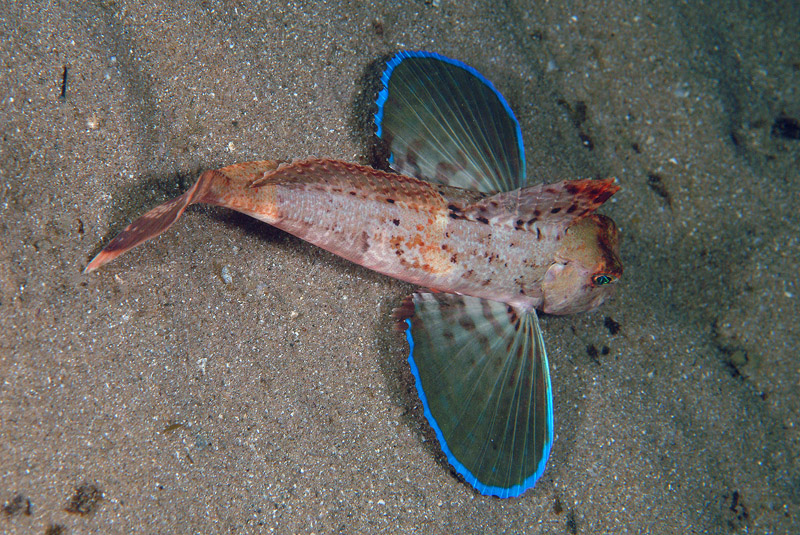 Chelidonichthys lastoviza